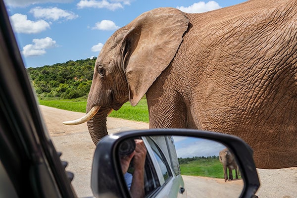 Photographing an elephant from the 4x4 South Africa vehicle
