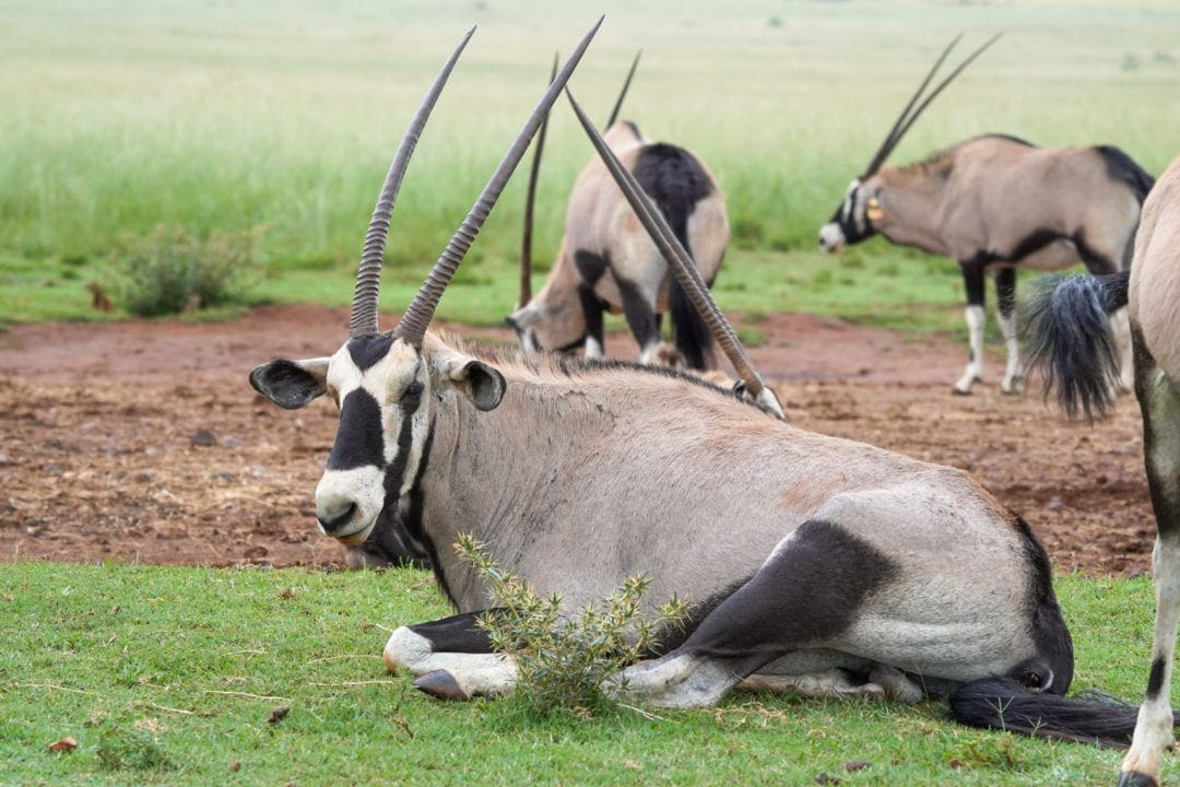 an Arabian Oryx with long horns is lying down