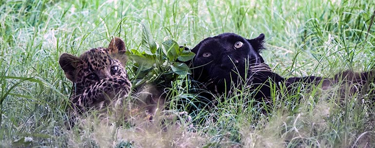 Black leopard with cub at Rhino and Lion Park Johannesburg