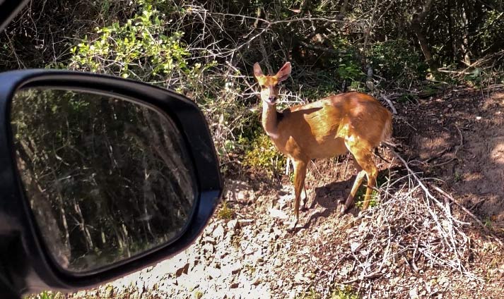 Deer on the side of the road while driving in South Africa