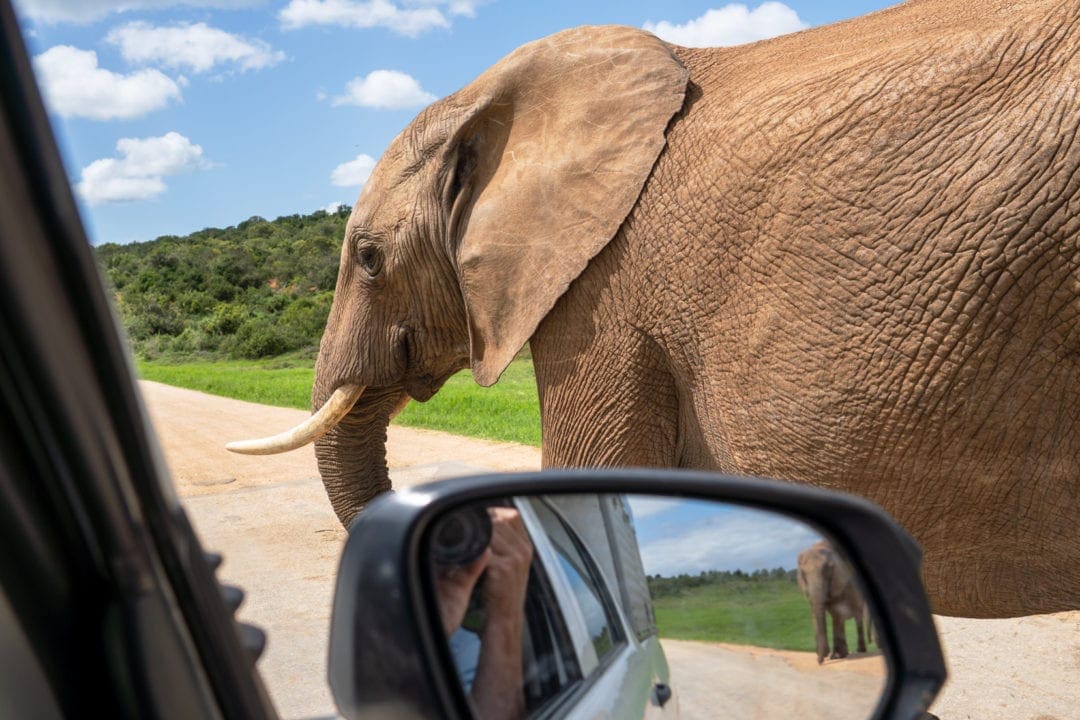 elephant by a car in Addo