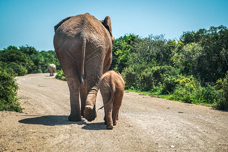 Two elephants on the gravel road in South Africa Nature Reserve