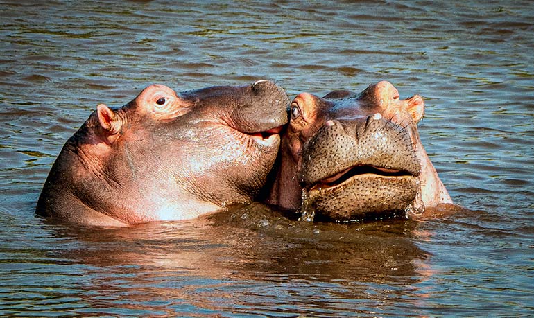 Two hippos with heads side by side in the water