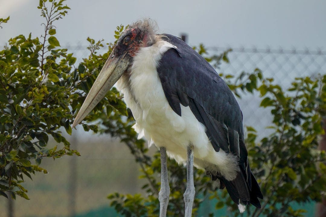 maribou stork