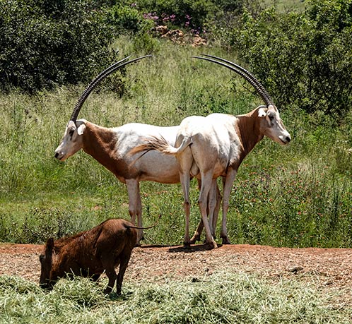 Scimitar-Horned Oryx Scimitar-Horned Oryx