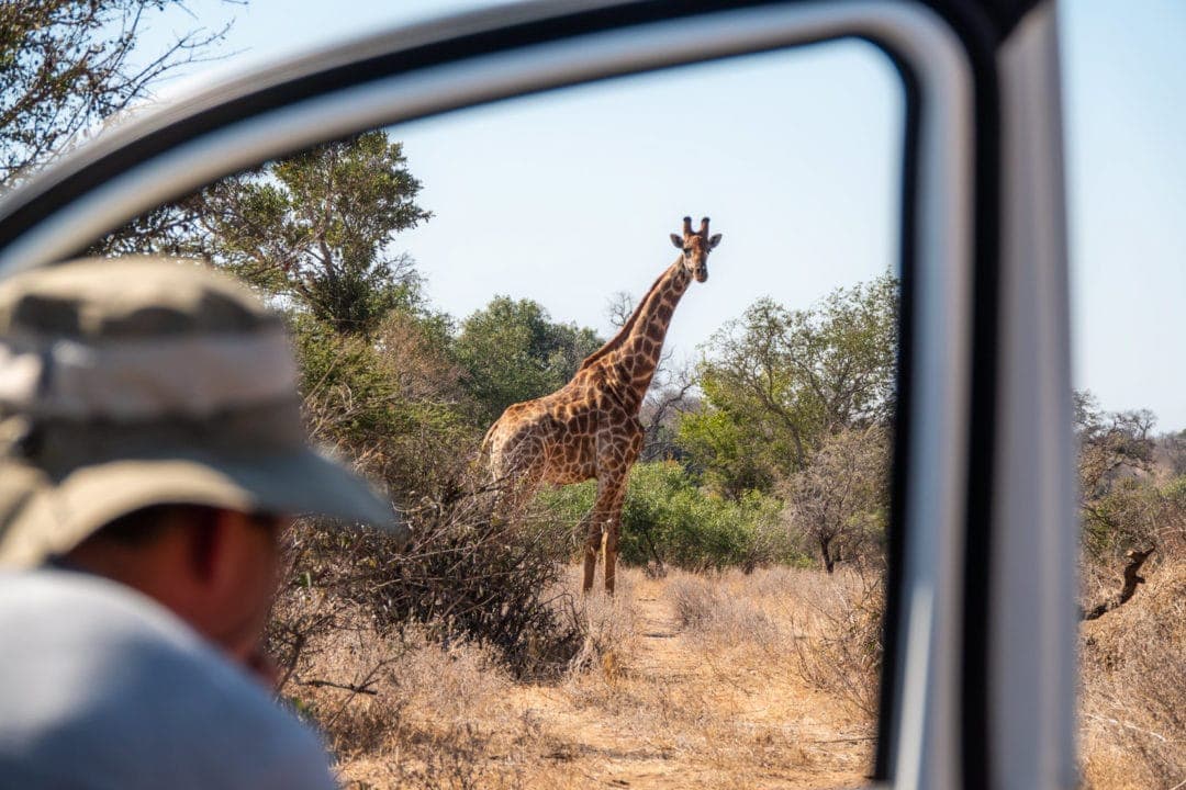 Photographing wildlife from the hilux