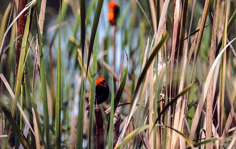 Red Bishop bird with red looking helmut in the reeds at the Rhino and Lion Park Johannesburg