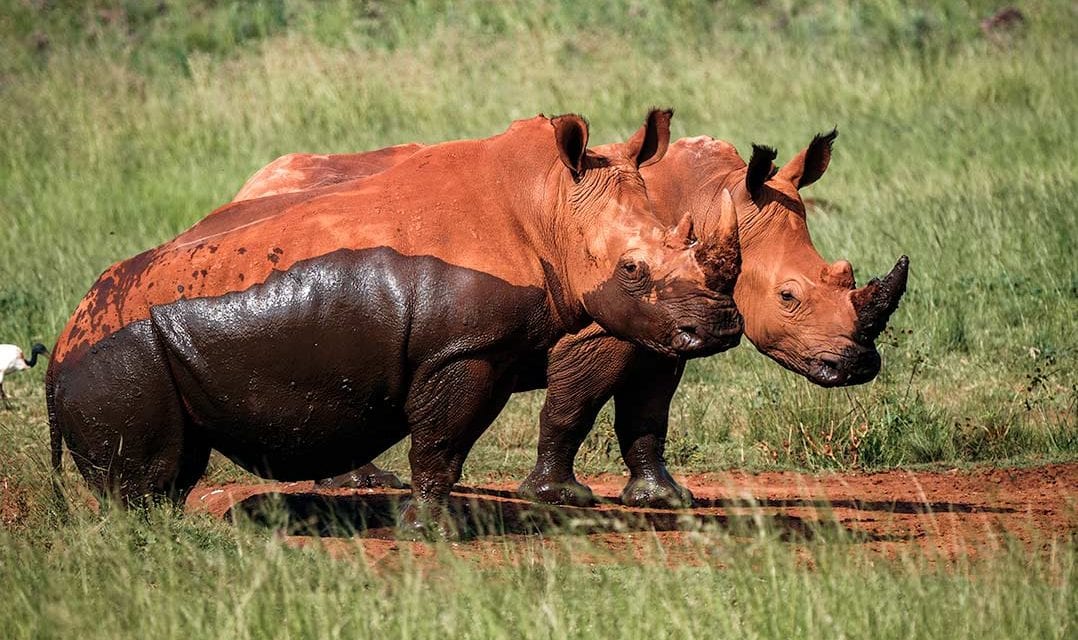 Rhino and Lion Park: Sensational Safari in Suburbia (Video inc.)