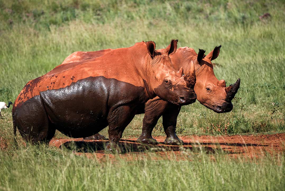 Rhino And Lion Reserve