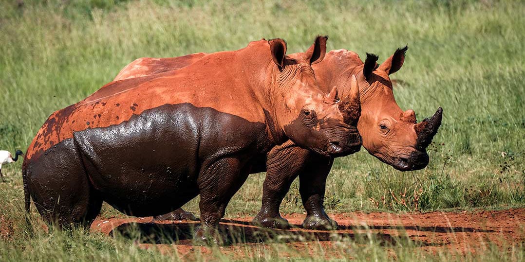 Rhino and Lion Park: Sensational Safari in Suburbia (Video inc.) -  Lifejourney4two