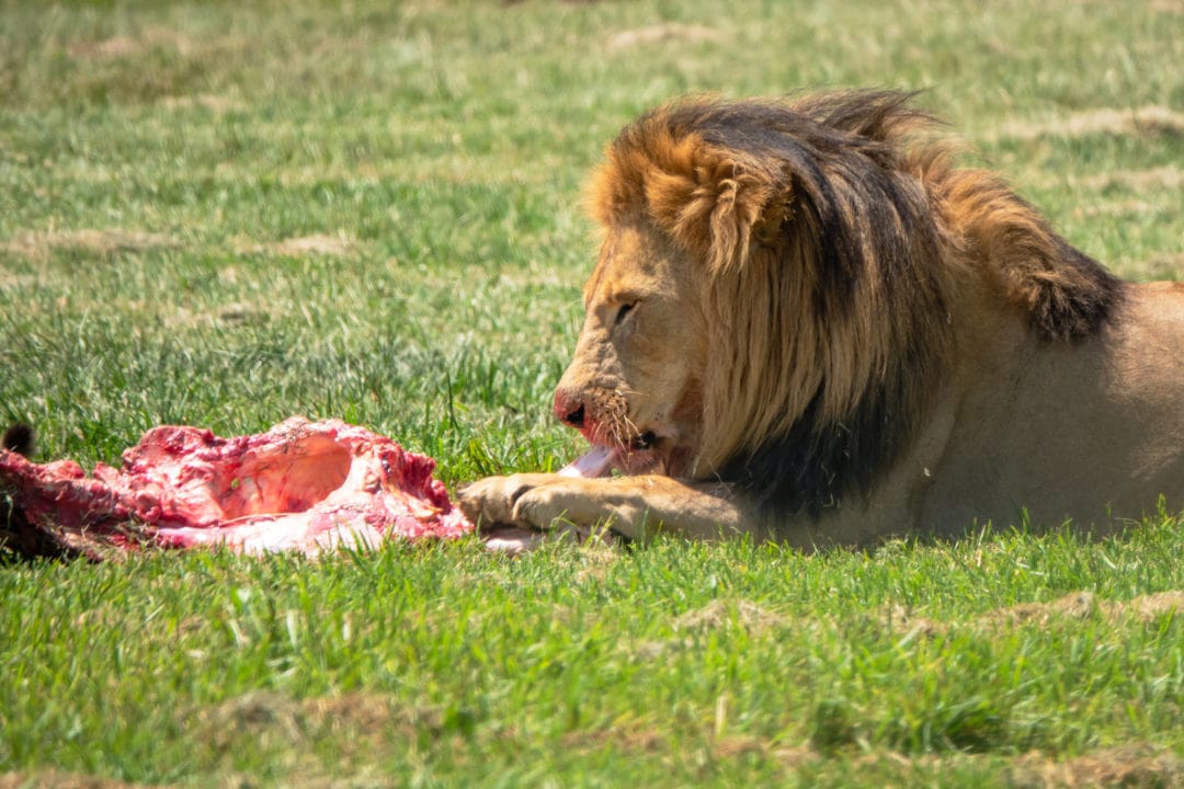 lion eating off a carcass