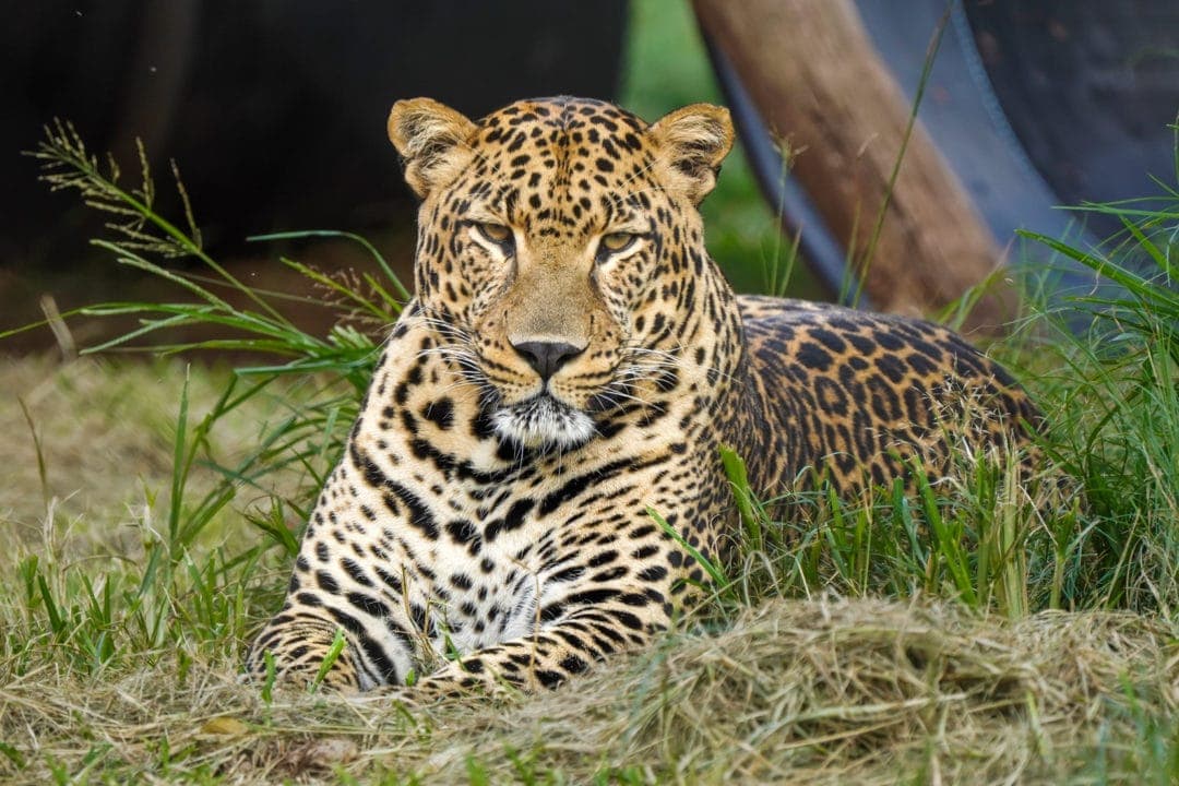 male leopard looking at me