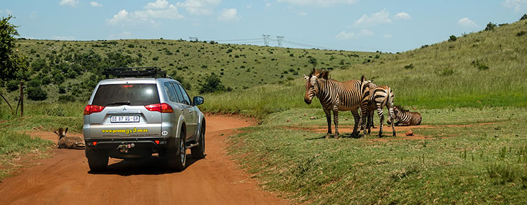 Zebra on the road at the Rhino and Lion Park Johannesburg