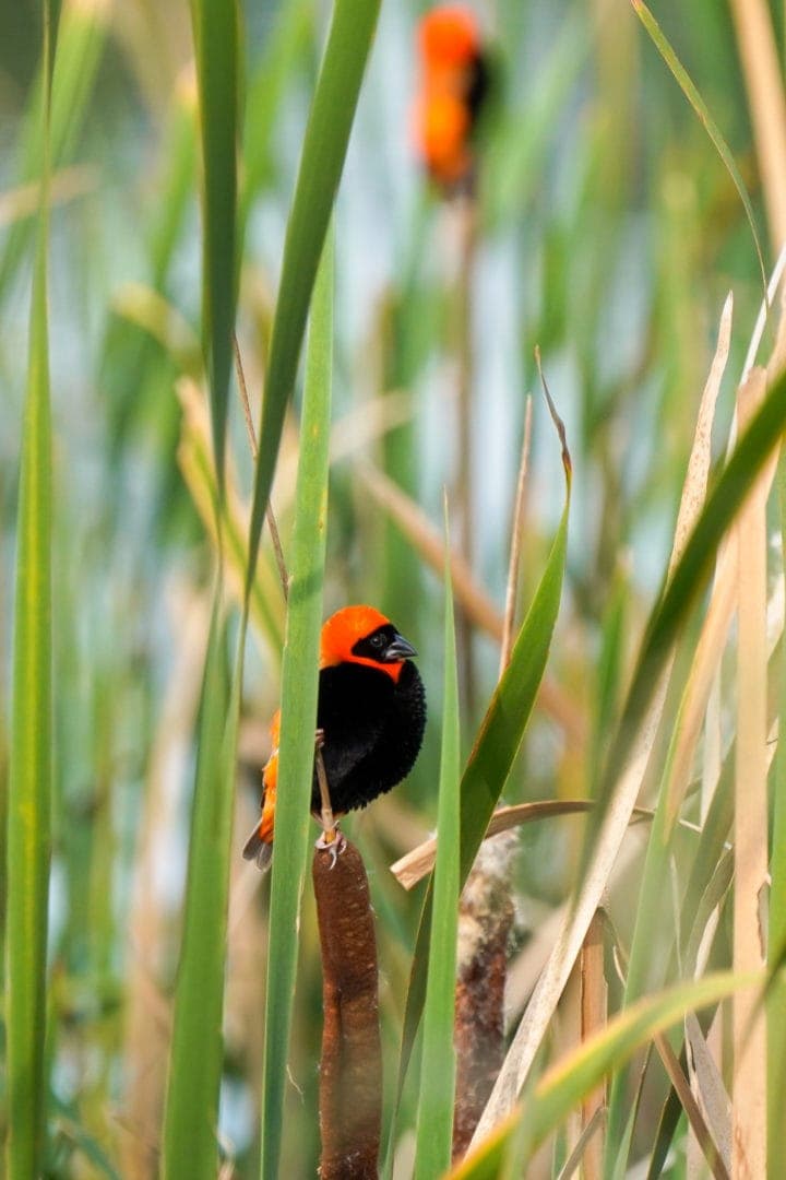 red headed bird in river reeds
