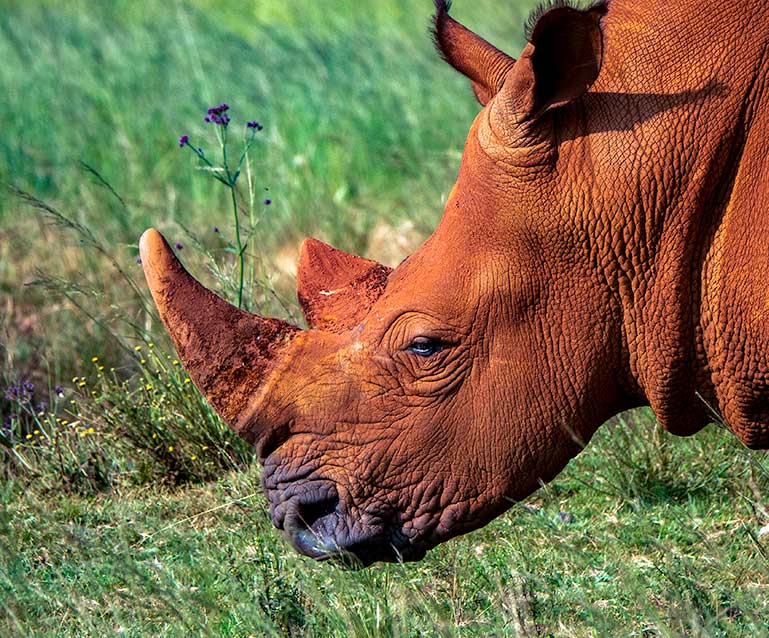Close up of rhino head