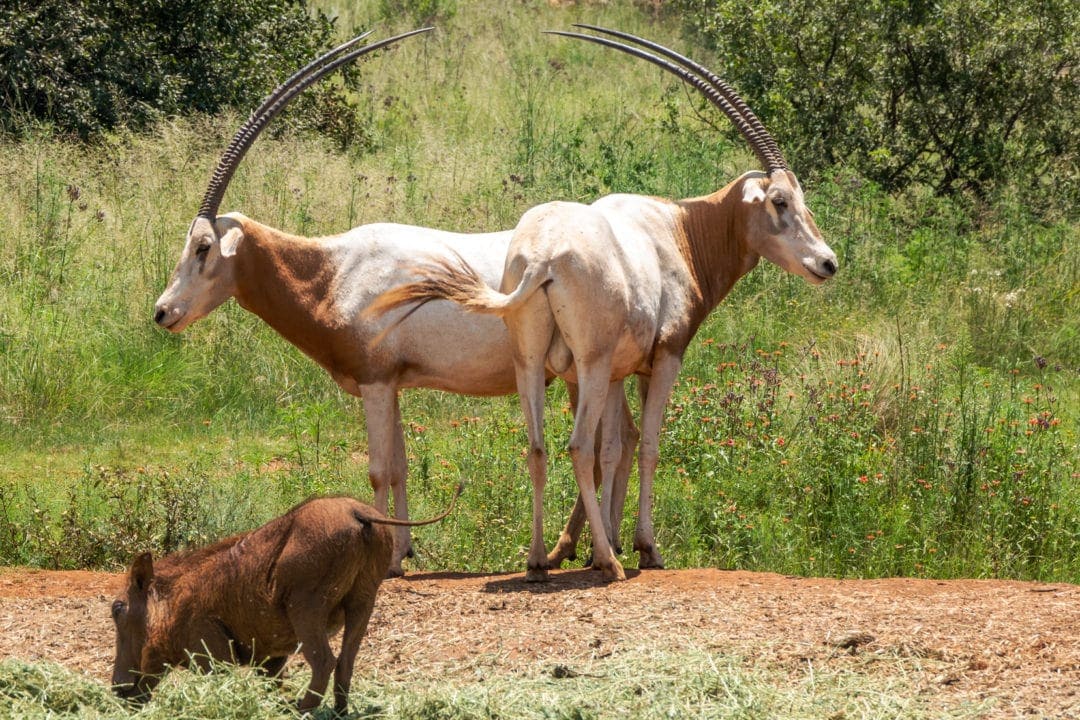 two curved horned antelope