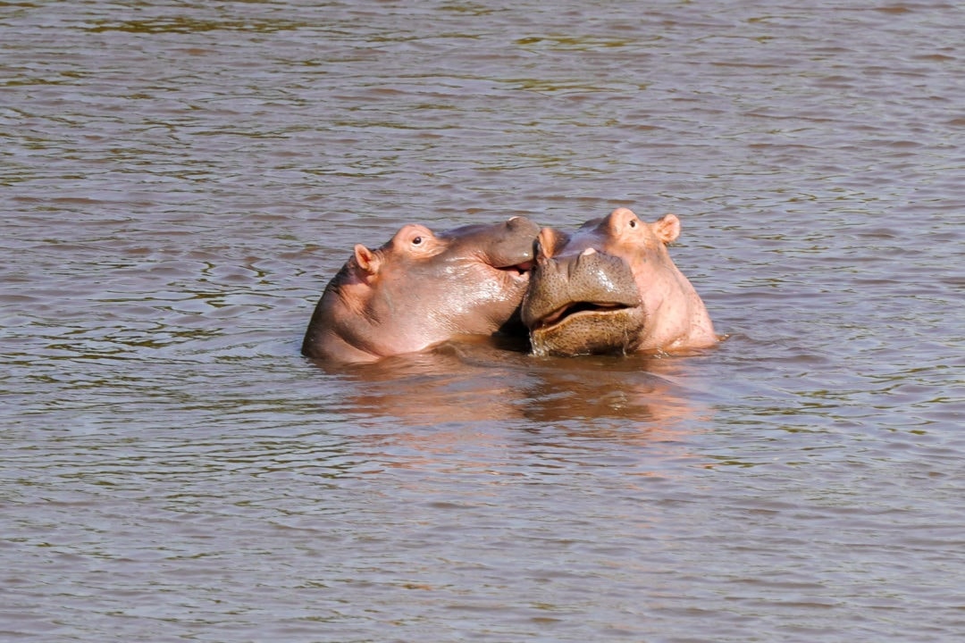 two hippos in the water having a kiss