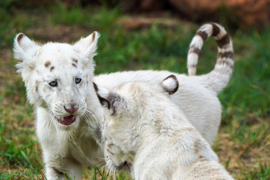 two white tiger cubs at play