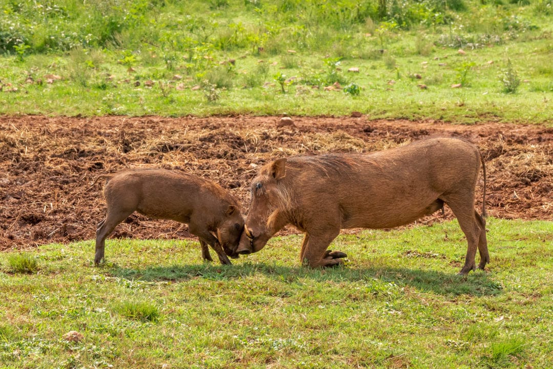 warthog-mum-and-cub