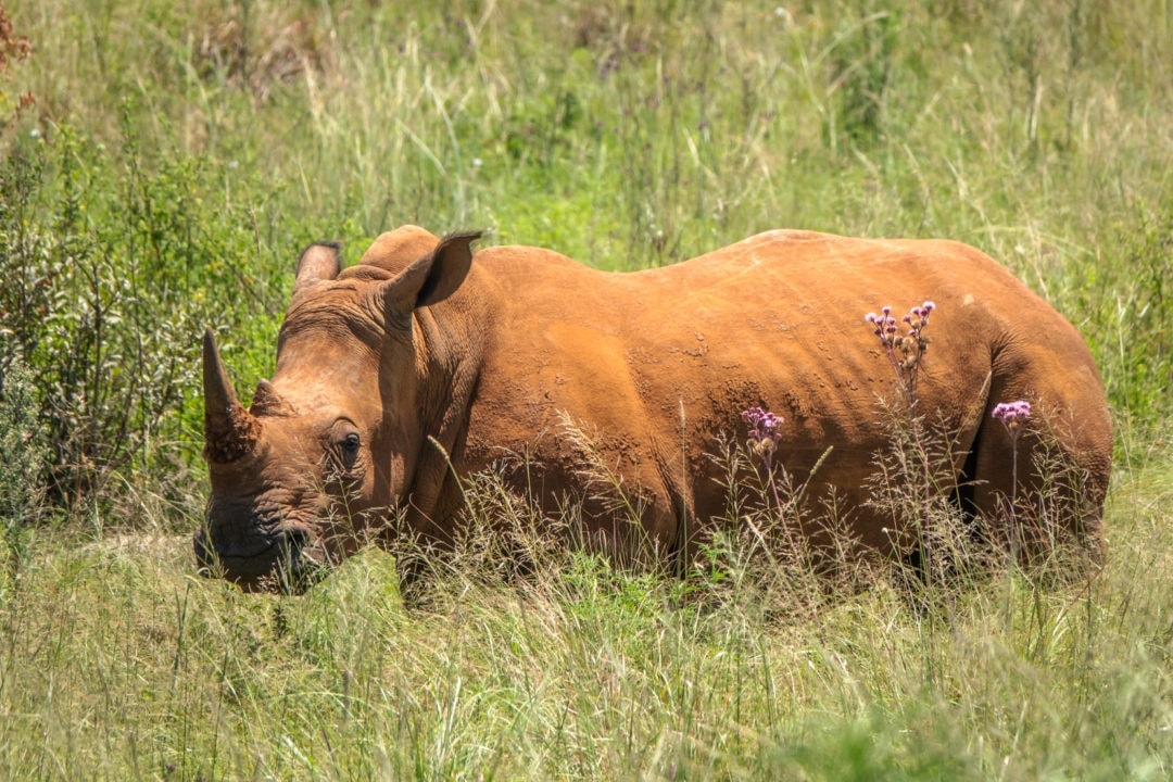 white rhino in tall grass