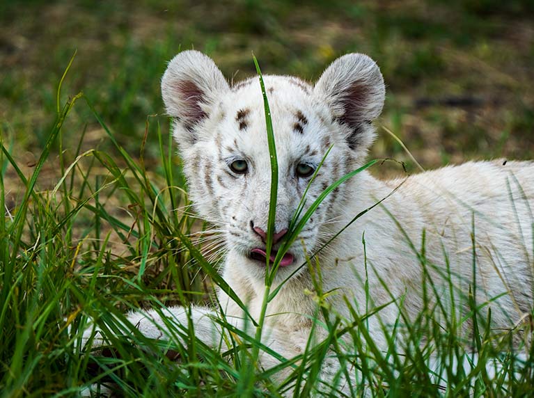Baby White tiger cub in grass at the rhino and lion park johannesburg