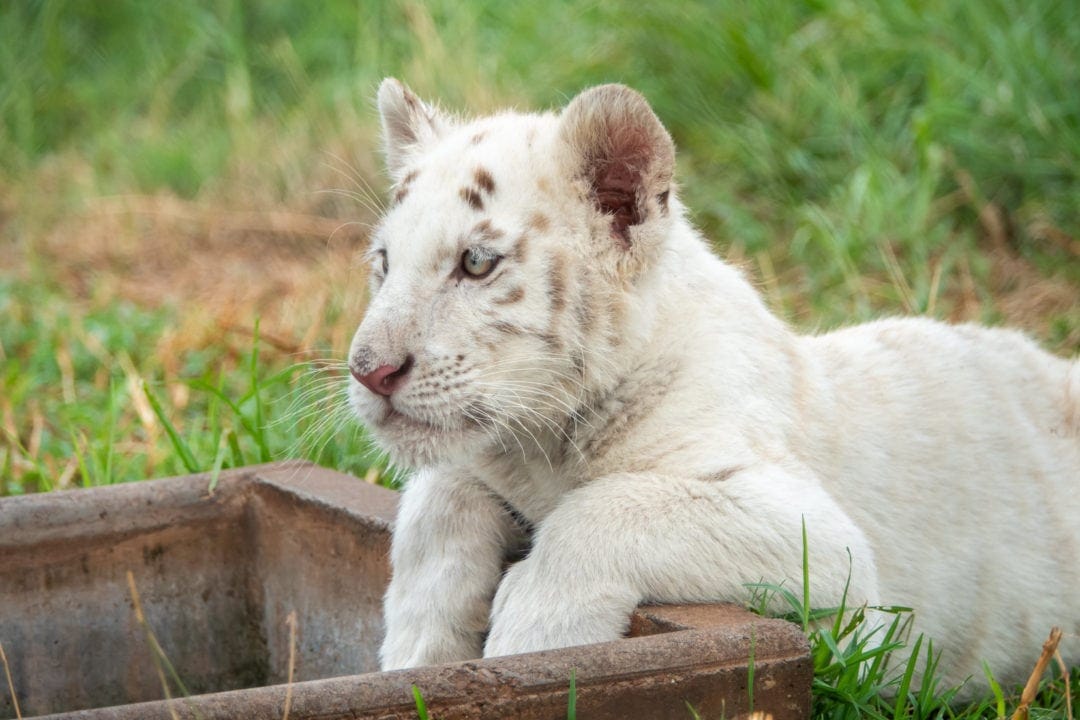 white tiger cub with paws resting on a water trough.jpg