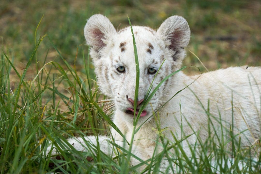 white tiger cub