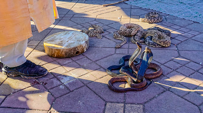 Medina Square snake handlers, Marrakech