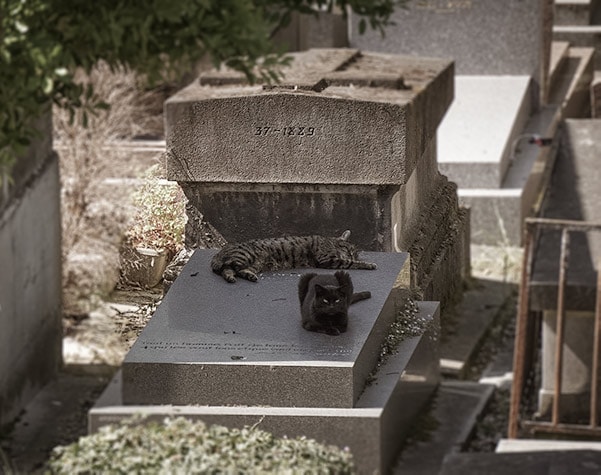 Montmartre cemetery cats - Paris 2 day itinerary.
