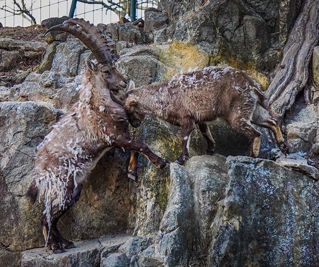 Mountain goats of Parque Biologico de Gaia