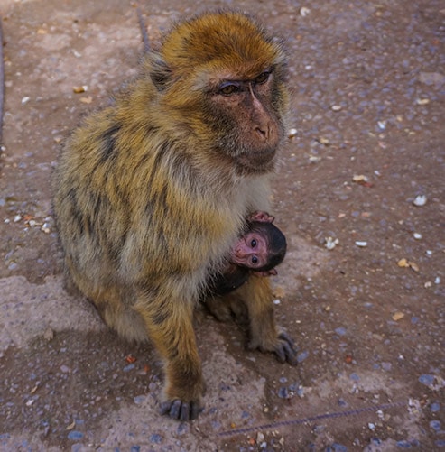 Ouzoud Waterfall Macaque Monkeys, Morocco