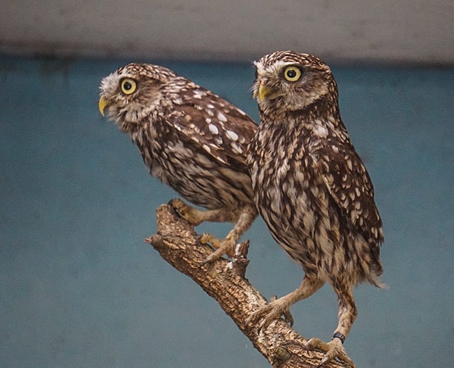 Parque Biologico de Gaia owls