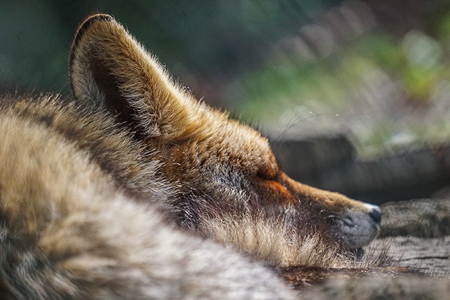 Parque Biologico de Gaia fox