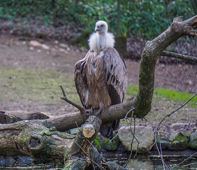 vulture of Parque Biologico de Gaia