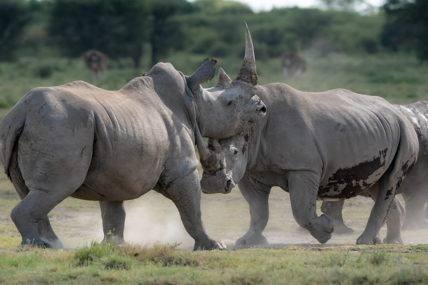 two black rhinos fight with their long horns
