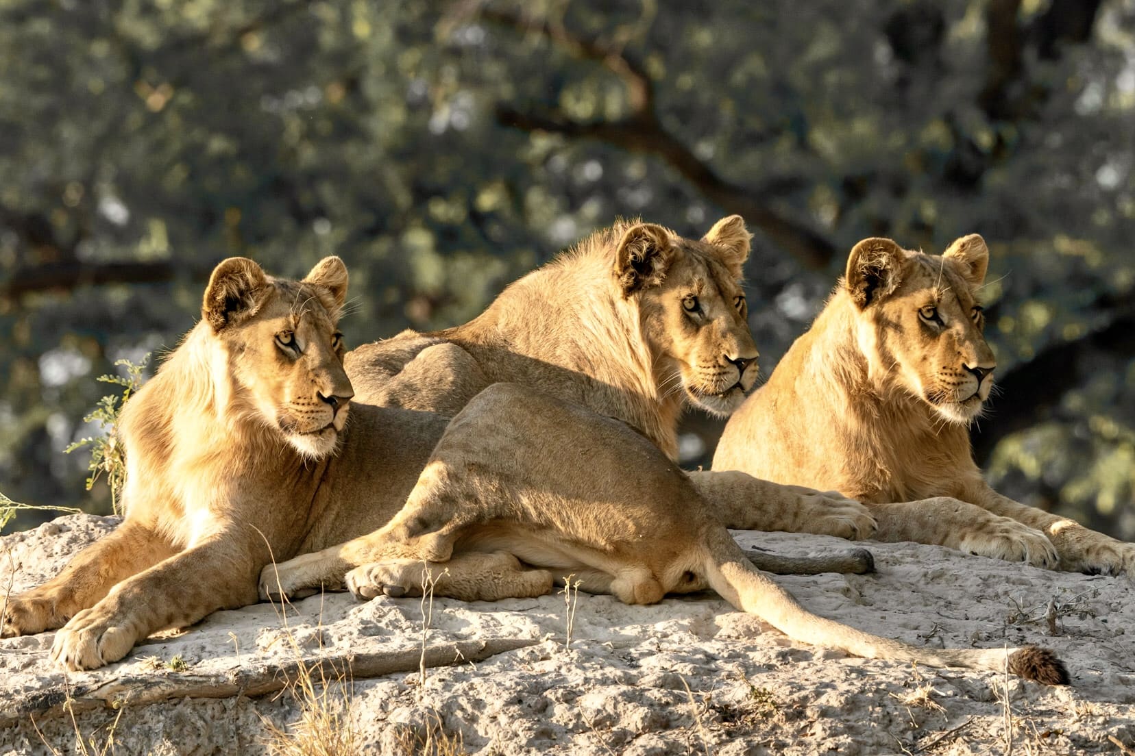 3 lions looking intently with the suns late afternoon rays