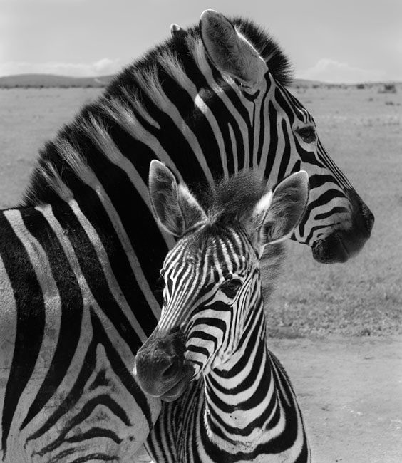 African-wildlife-photography_21 African wildlife photography