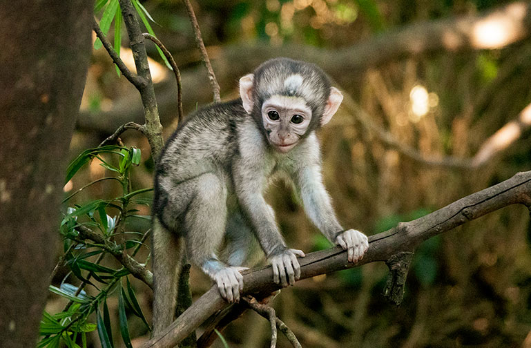 Baby vervet monkey