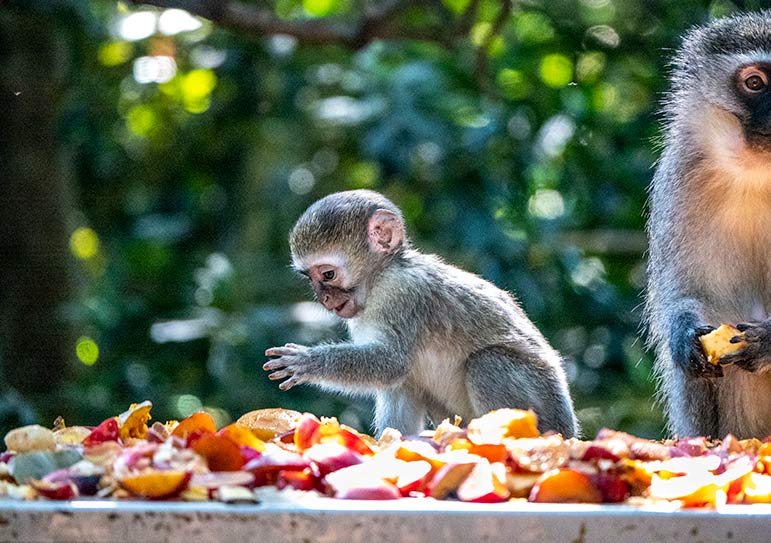 Baby vervet monkey at monkeyland Plettenberg Bay