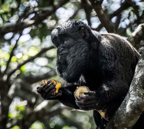 Bearded Saki at monkeyland Plettenberg Bay