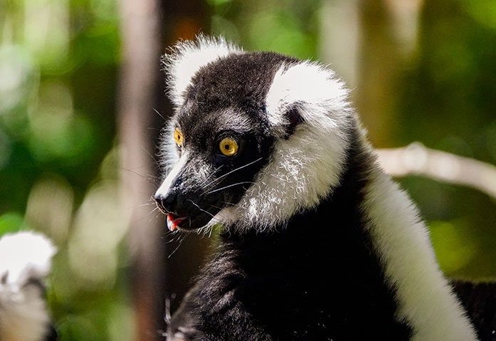 black and white Ruffed Lemur at Monkeyland Plettenberg Bay