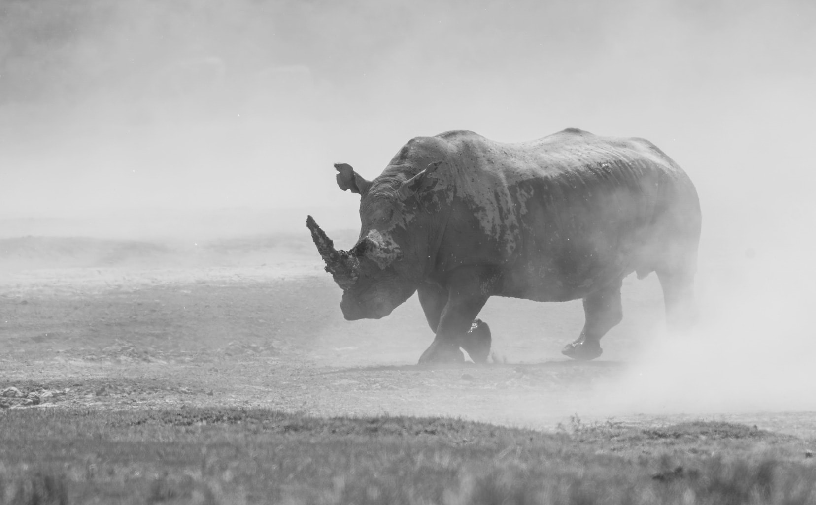 Black-rhino-in-a-rain-shower,-Karma-Rhino-Scantuary-,-botswana- 