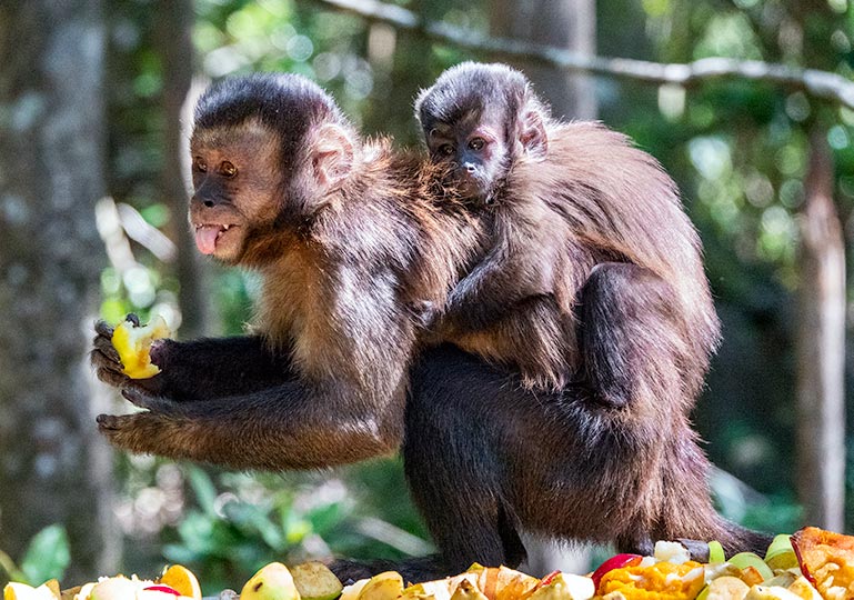 Capuchin at Monkeyland Plettenberg Bay