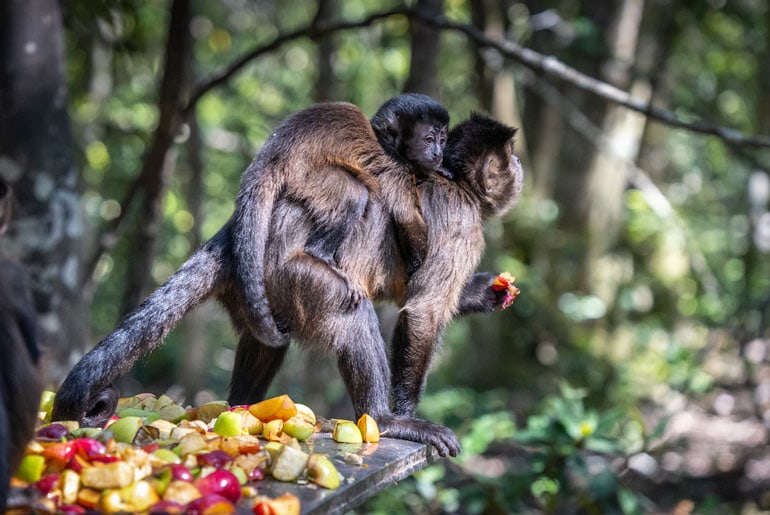 Capuchin and baby capuchin at Monkeyland Plettenberg Bay