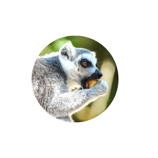 Monkeyland Plettenberg Bay ringtailed lemur