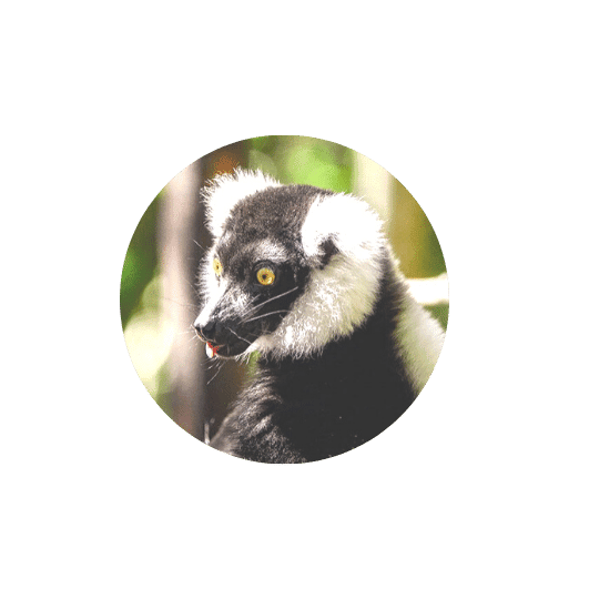 Monkeyland Plettenberg Bay ruffed Lemur