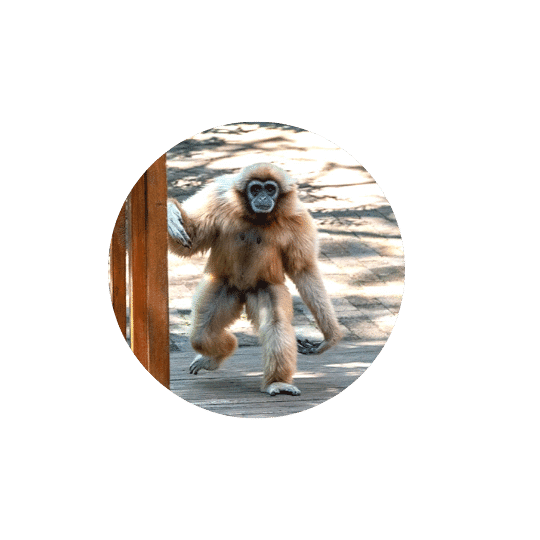 Monkeyland Plettenberg Bay Lar Gibbon