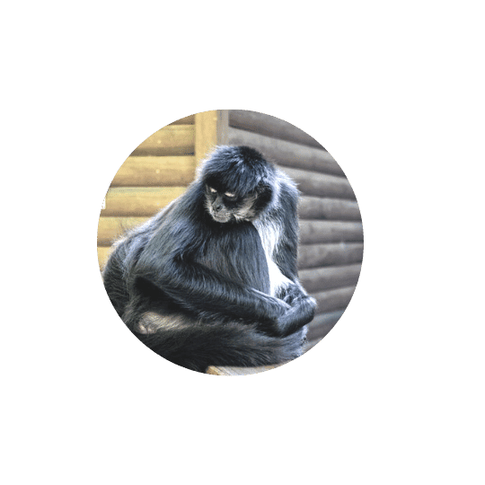 Monkeyland Plettenberg Bay Spider Monkey