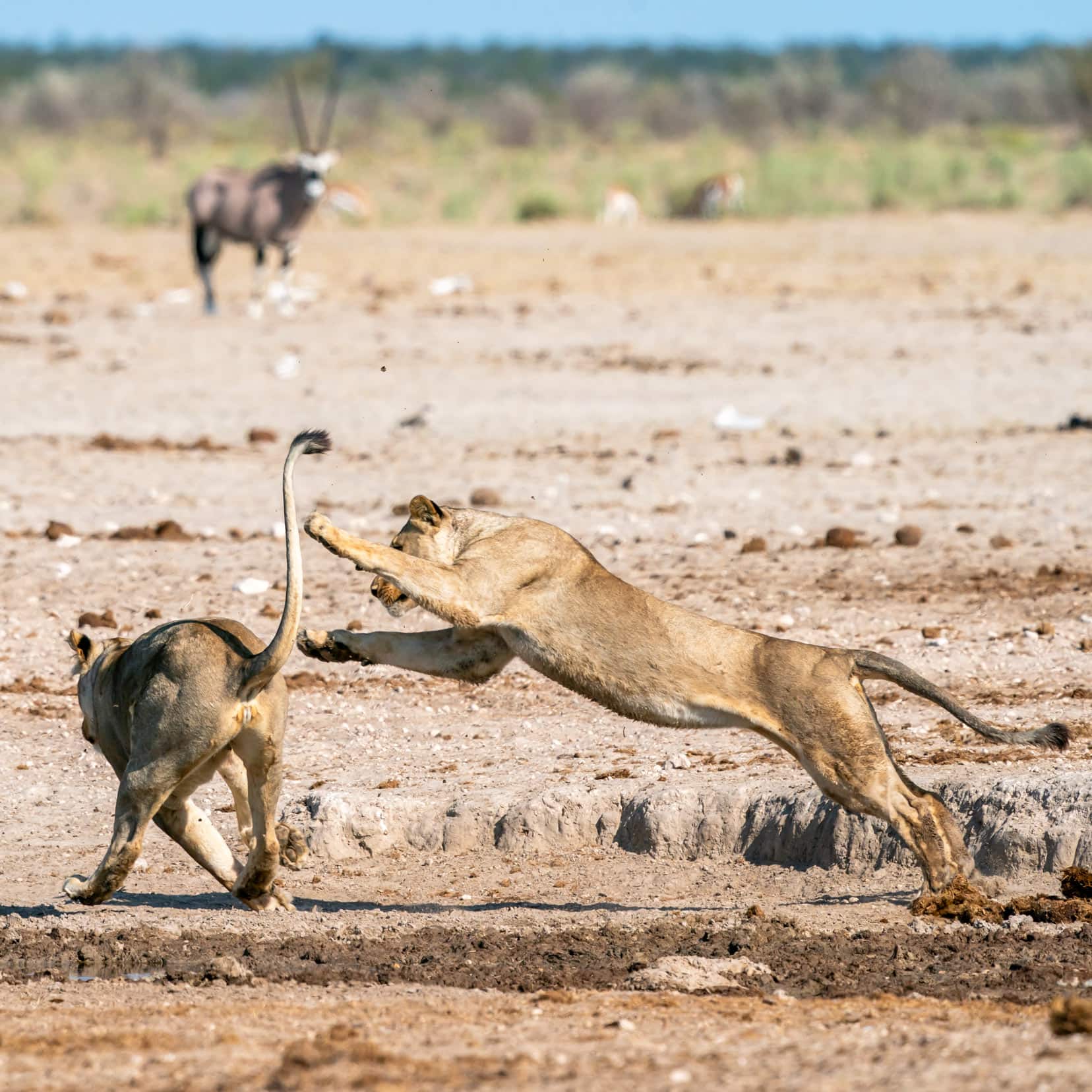 Etosha-lions-playing