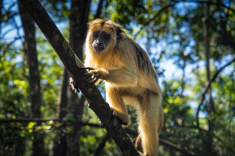 Howler monkey in the trees at Monkeyland